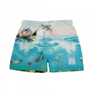 Molo Niko Swimshorts Sealion | FI0001116