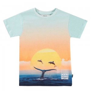 Molo Raul Pojille T Shirts Tops Ocean Smile | FI0000862