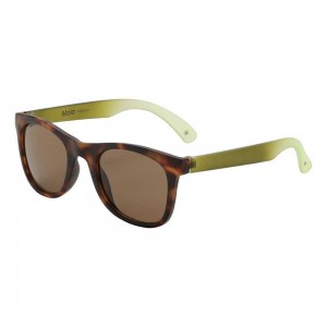 Molo Smile Sunglasses Baobab | FI0000992